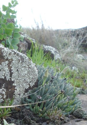 Hereroa
